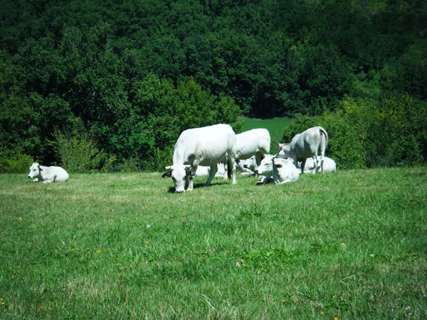 animaux de la ferme auberge élevés en plein air